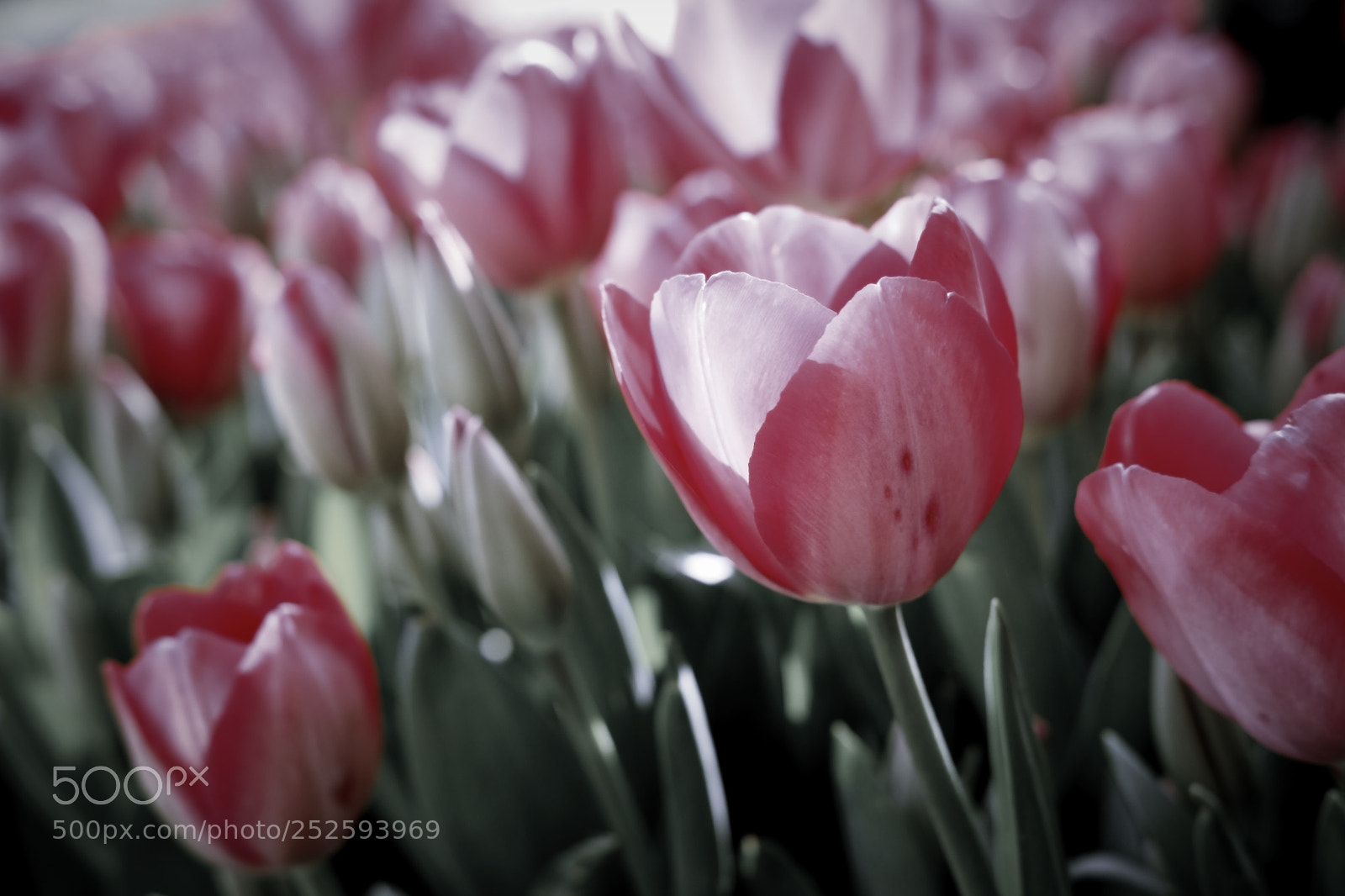 Fujifilm X-T1 sample photo. *** photography