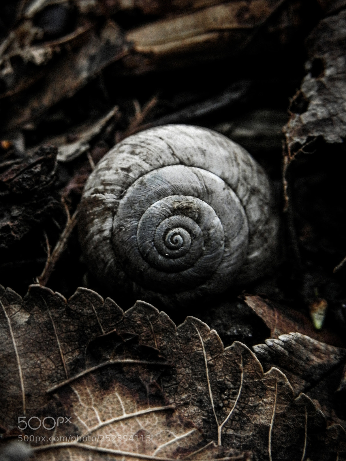 Nikon Coolpix P100 sample photo. Shell of snail photography
