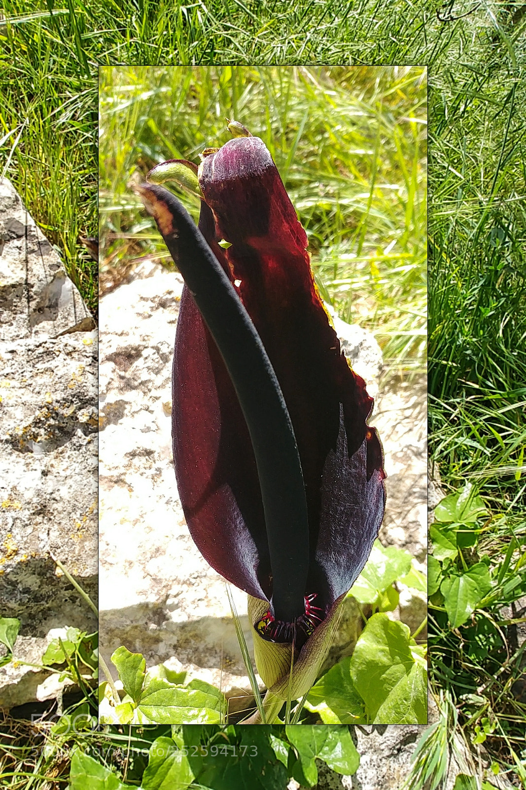 LG G6 sample photo. Magnificant deep purple photography