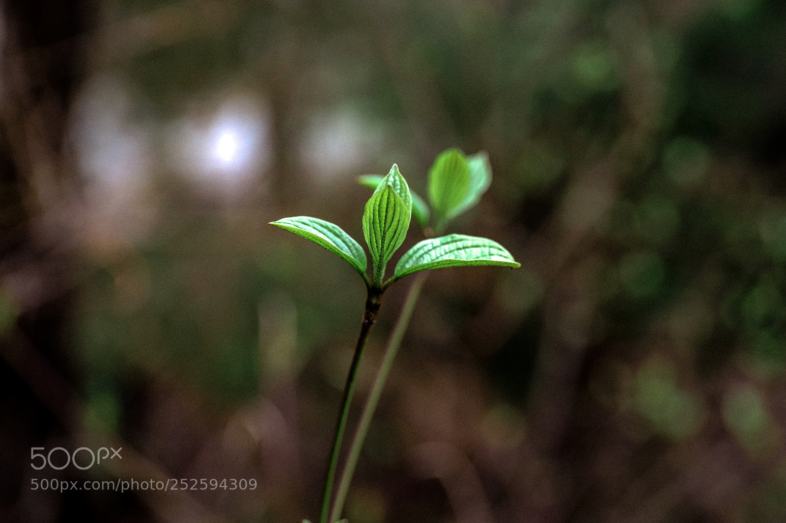 Canon EOS 6D Mark II sample photo. Macro photography