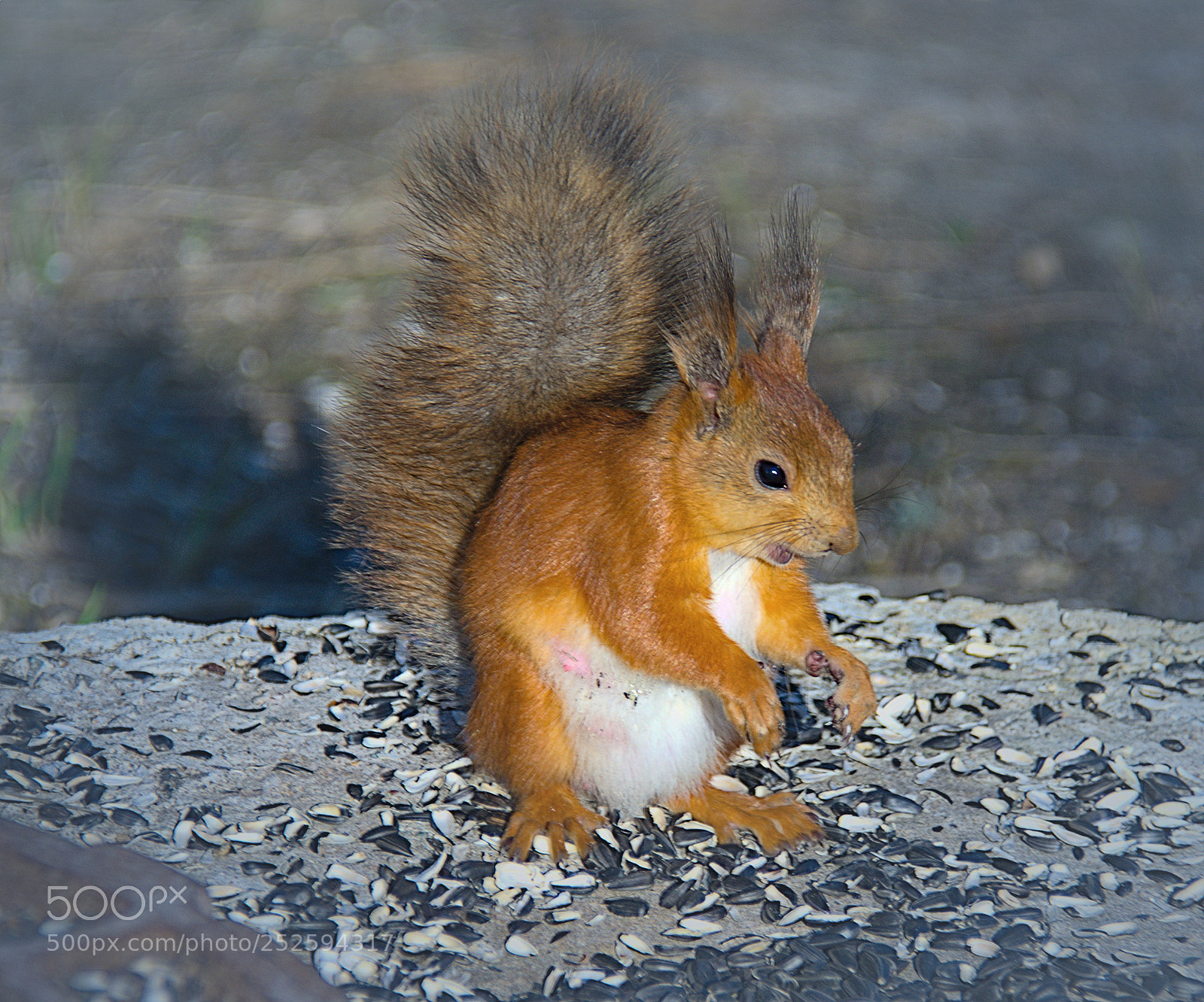 Nikon D7000 sample photo. Taiga squirrel photography