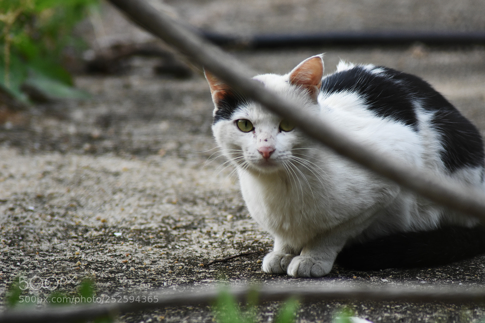 Nikon D7200 sample photo. 猫 photography