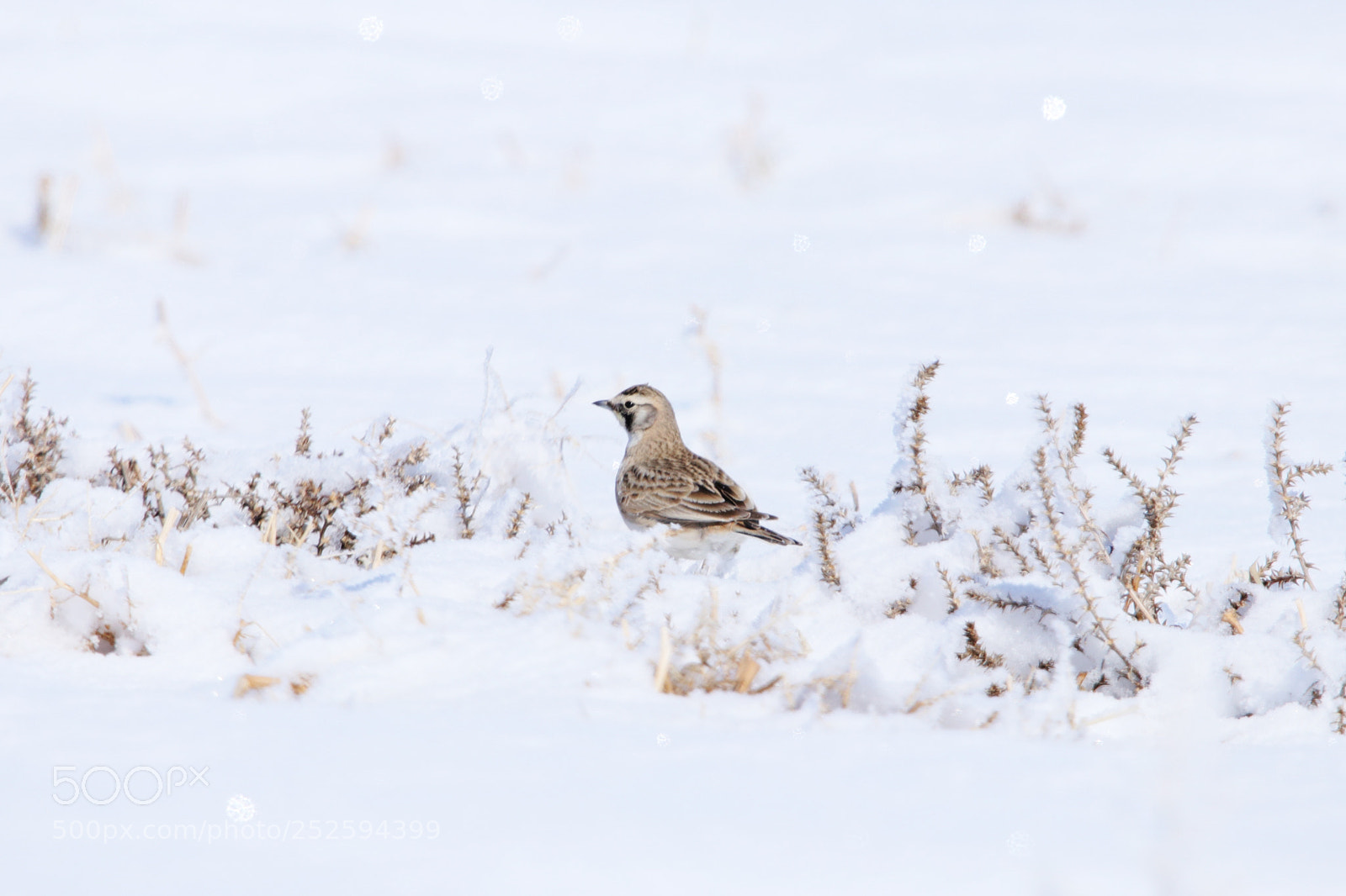 Canon EOS 80D sample photo. Female horned lark photography