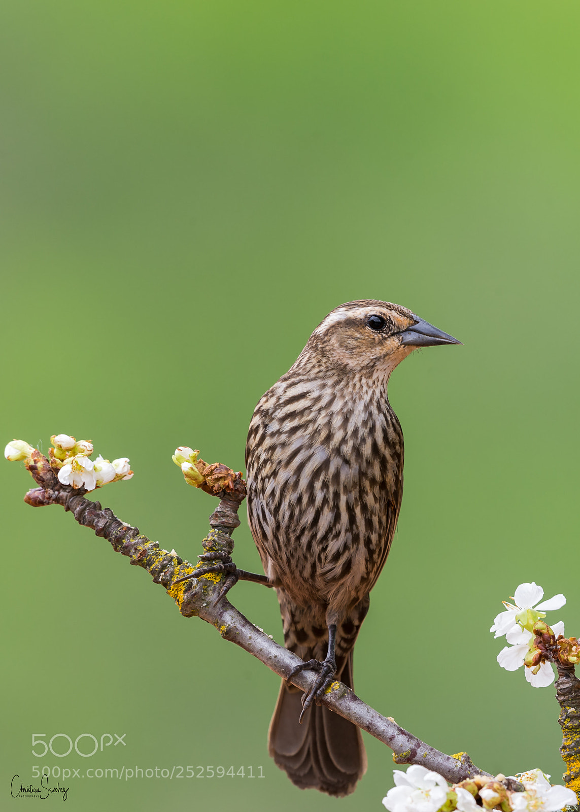Nikon D4 sample photo. Red-winged blackbird photography