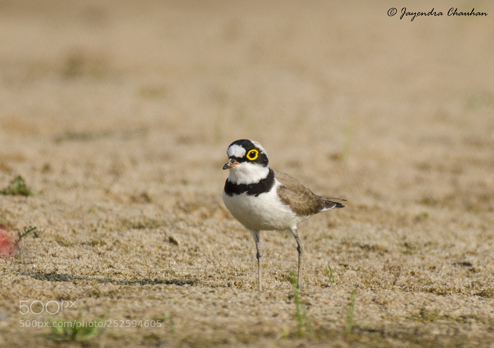 Nikon D5100 sample photo. Little ringed plover photography