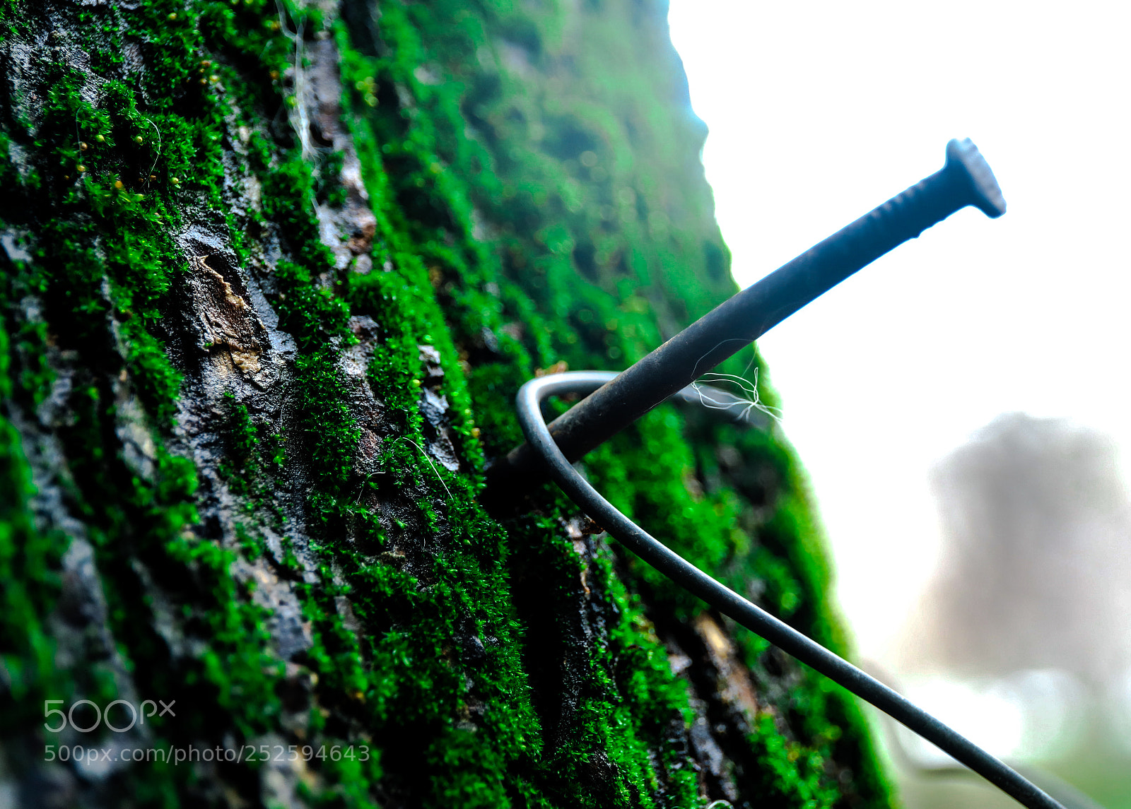Canon EOS 6D Mark II sample photo. Beastliness photography