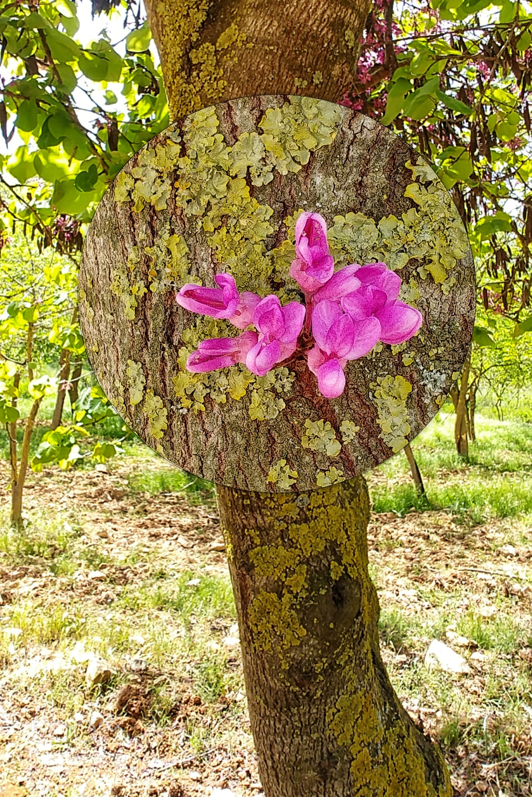 LG G6 sample photo. Pink flower or green photography