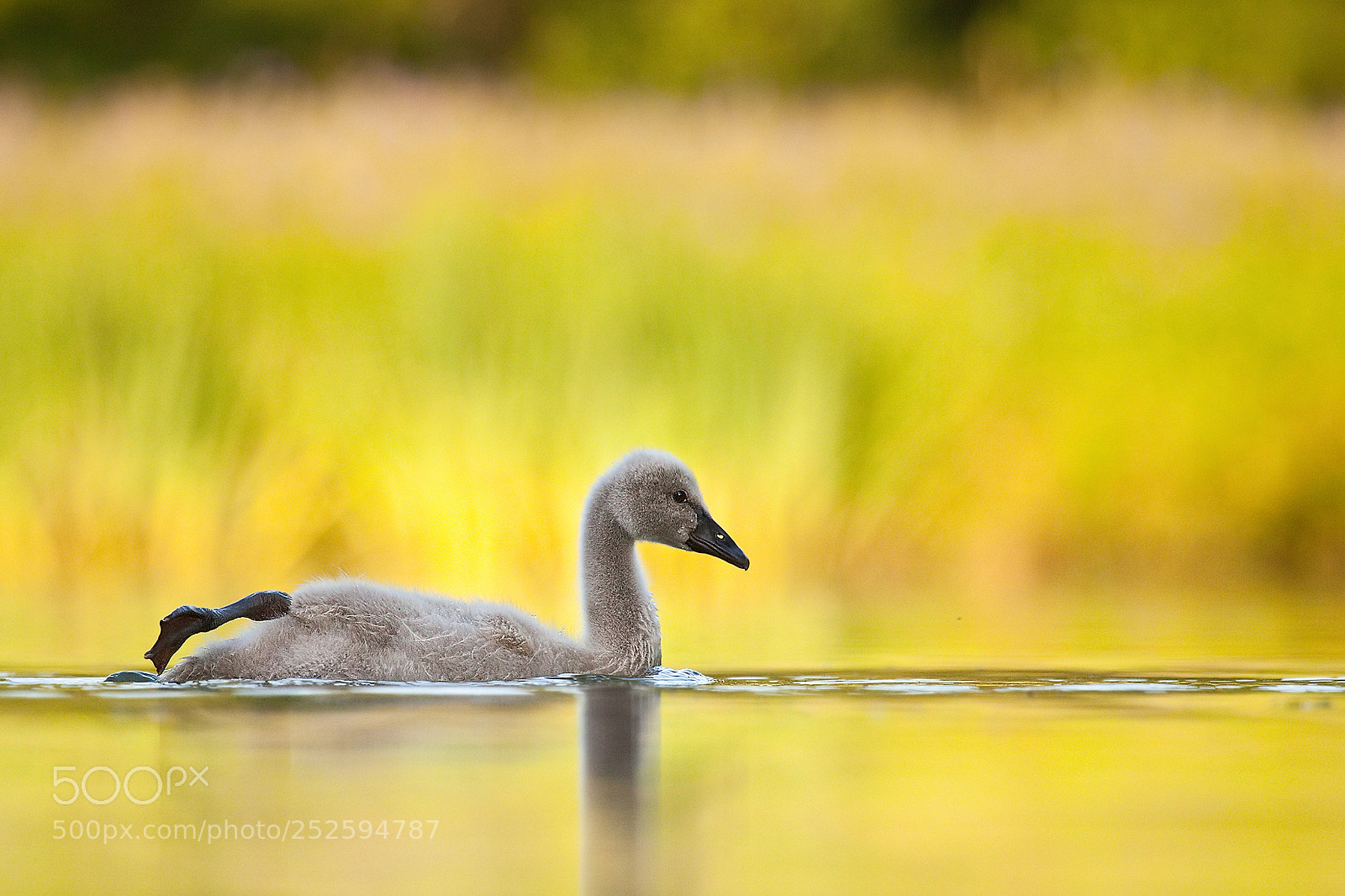 Canon EOS 5D Mark II sample photo. Black swan photography
