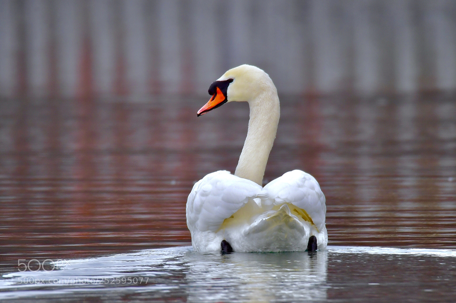 Nikon D5 sample photo. Swan 疣鼻天鵝 photography
