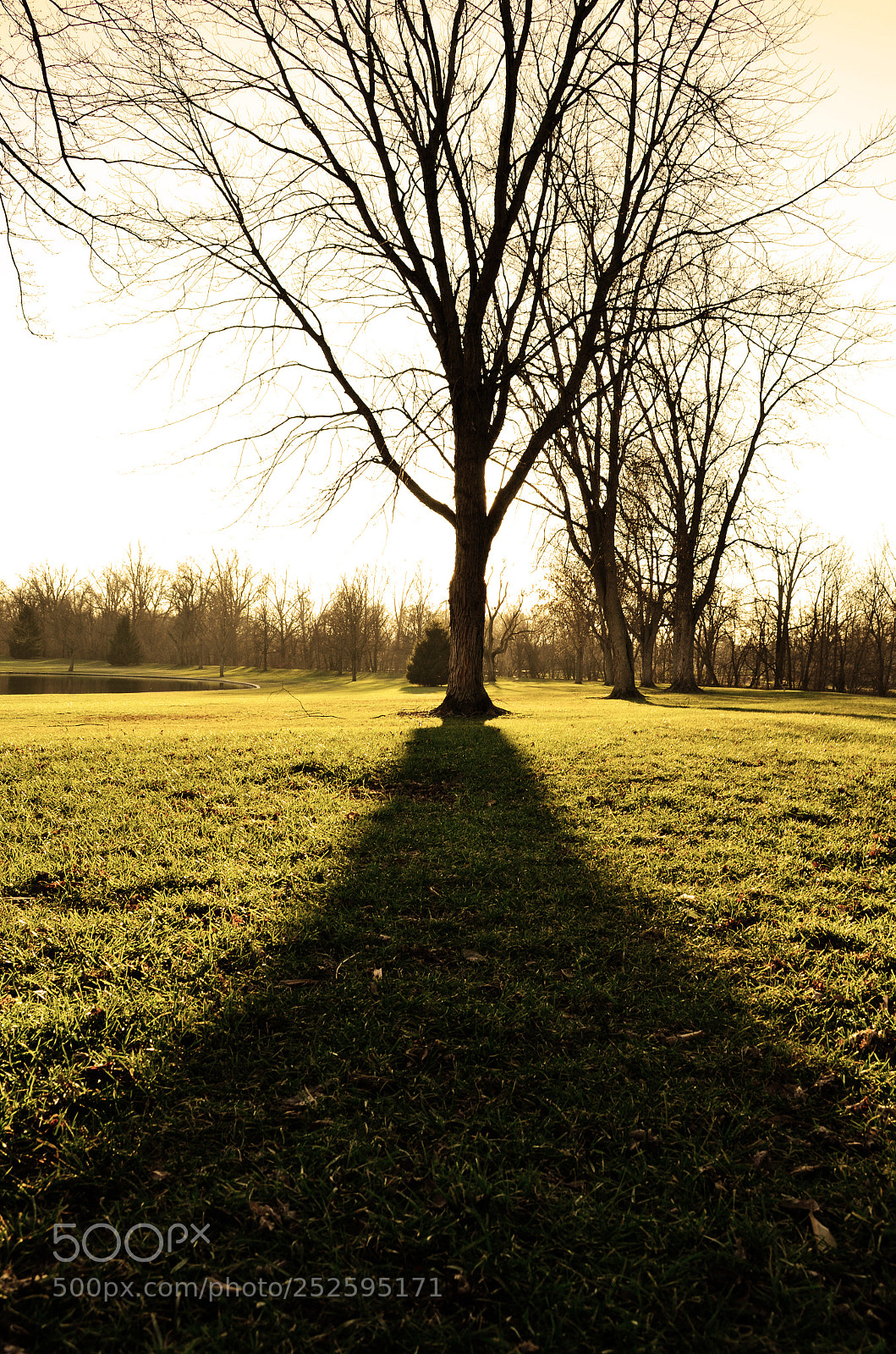 Nikon D5100 sample photo. Tree sunset photography
