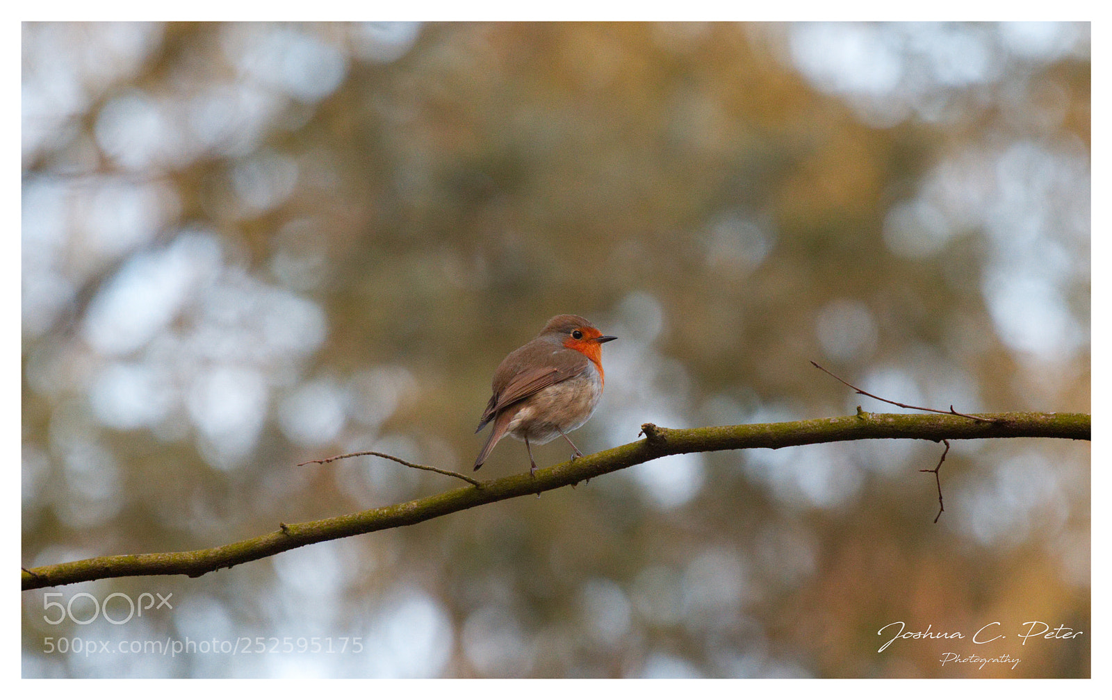 Canon EOS 6D Mark II sample photo. Das rotkelchen photography
