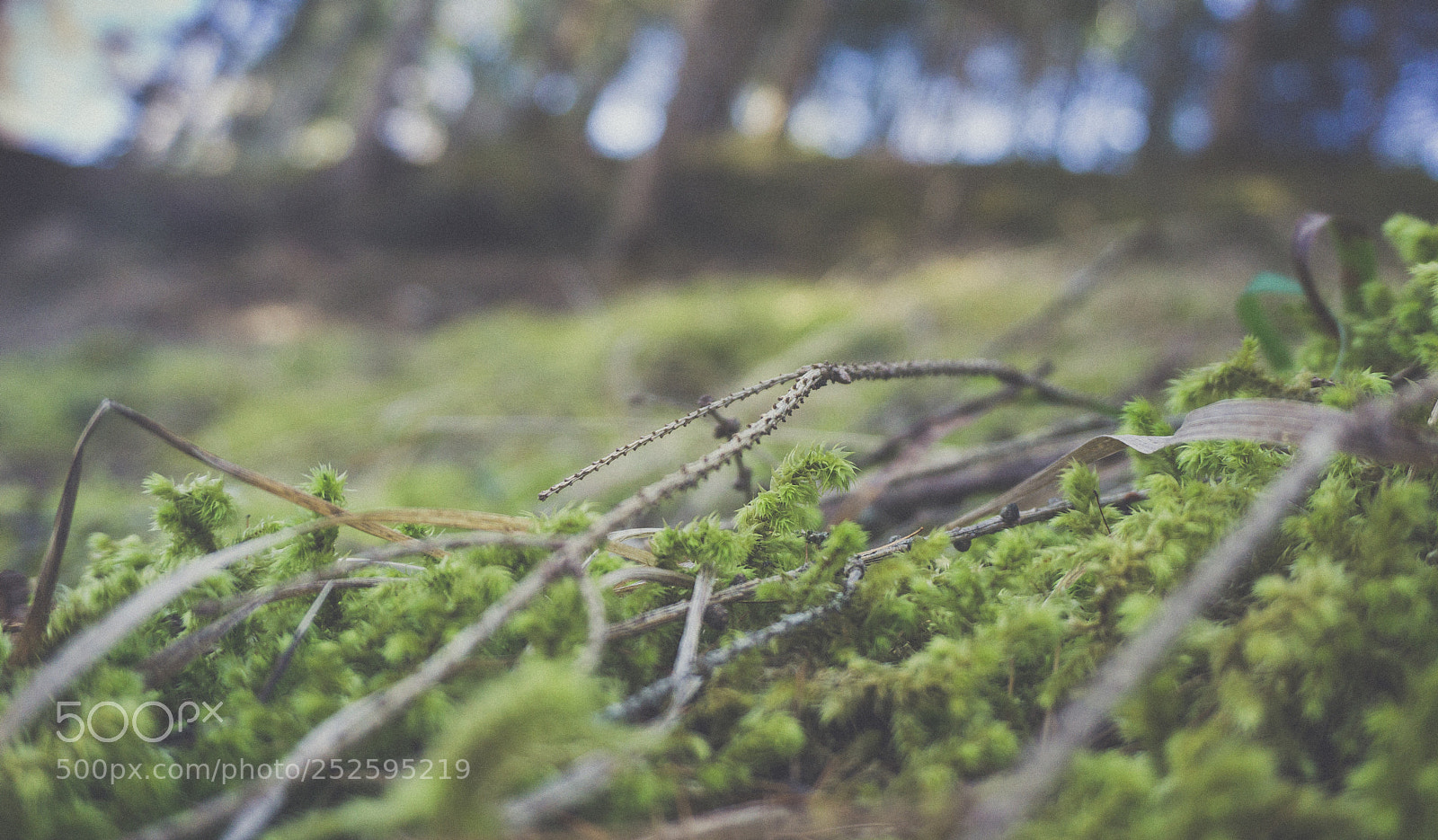 Sony a6000 sample photo. Forest part i photography