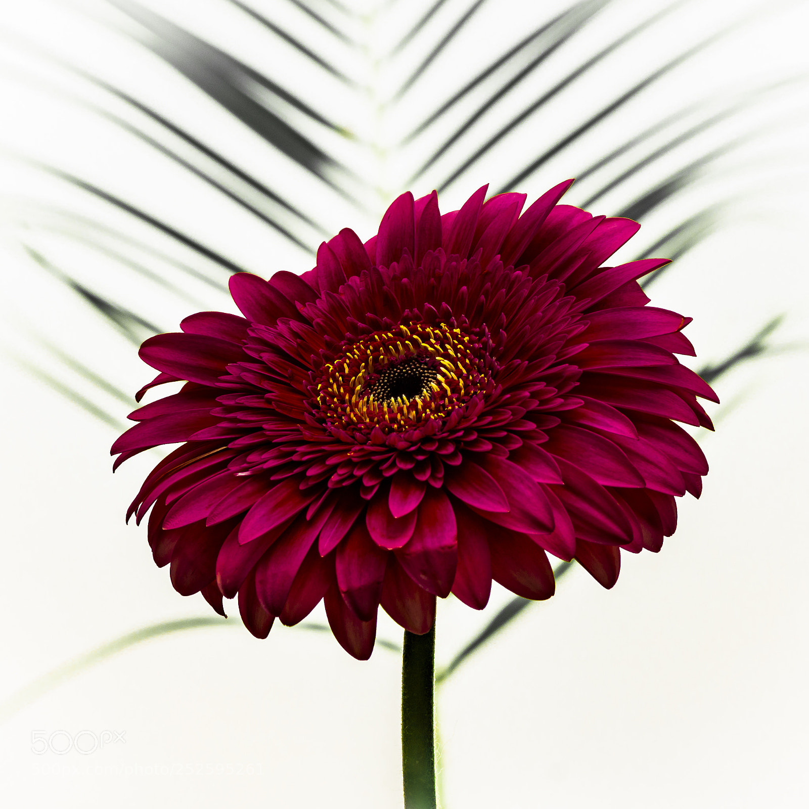 Sony SLT-A58 sample photo. Gerbera photography