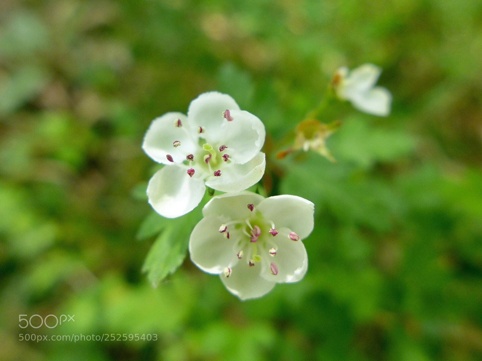 Panasonic Lumix DMC-LX7 sample photo. Blossoms  photography