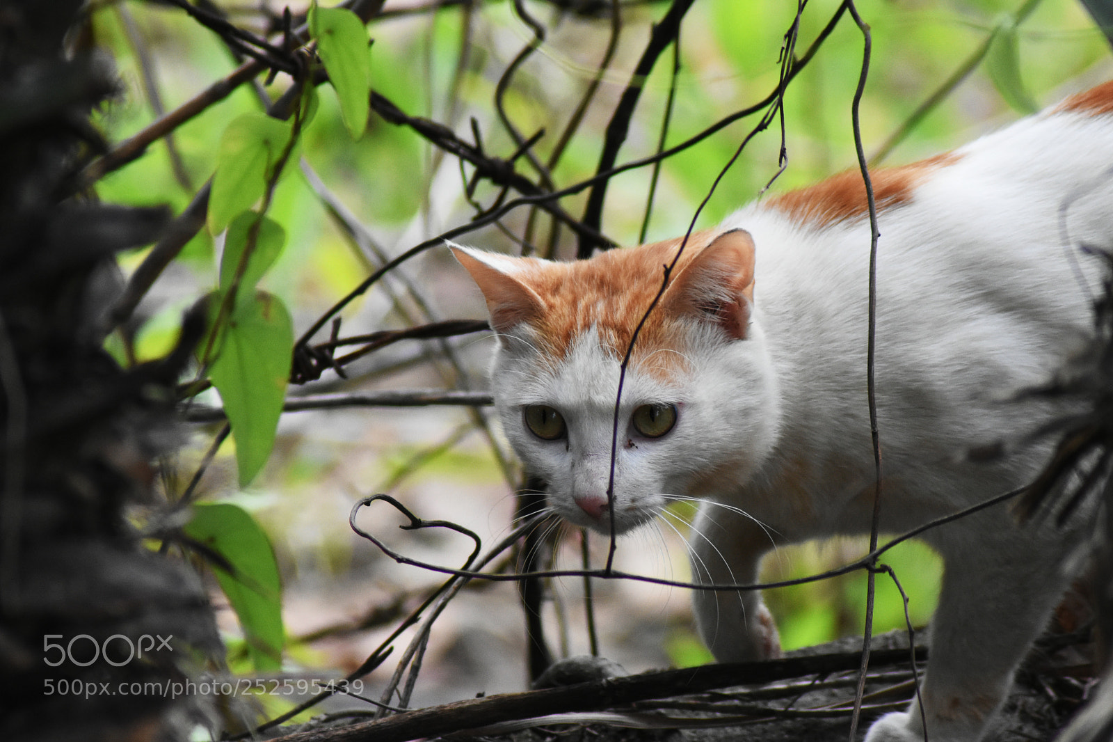 Nikon D7200 sample photo. 猫 photography