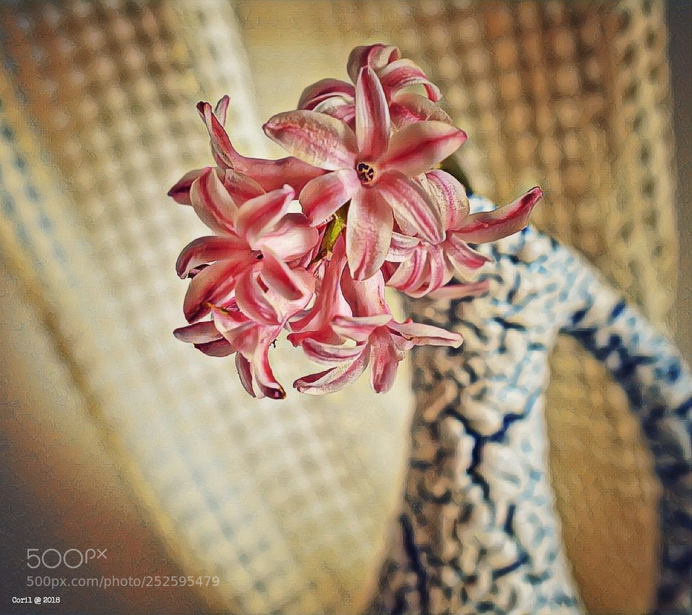 Nikon D3100 sample photo. Untitled photography