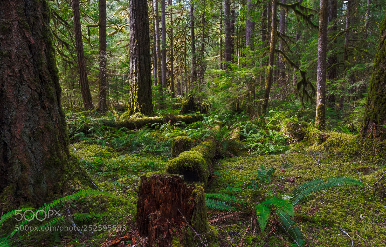 Nikon D500 sample photo. Dosewallips forest photography