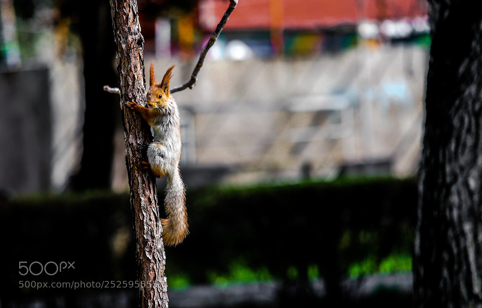 Canon EOS 6D Mark II sample photo. Squirrel... again photography