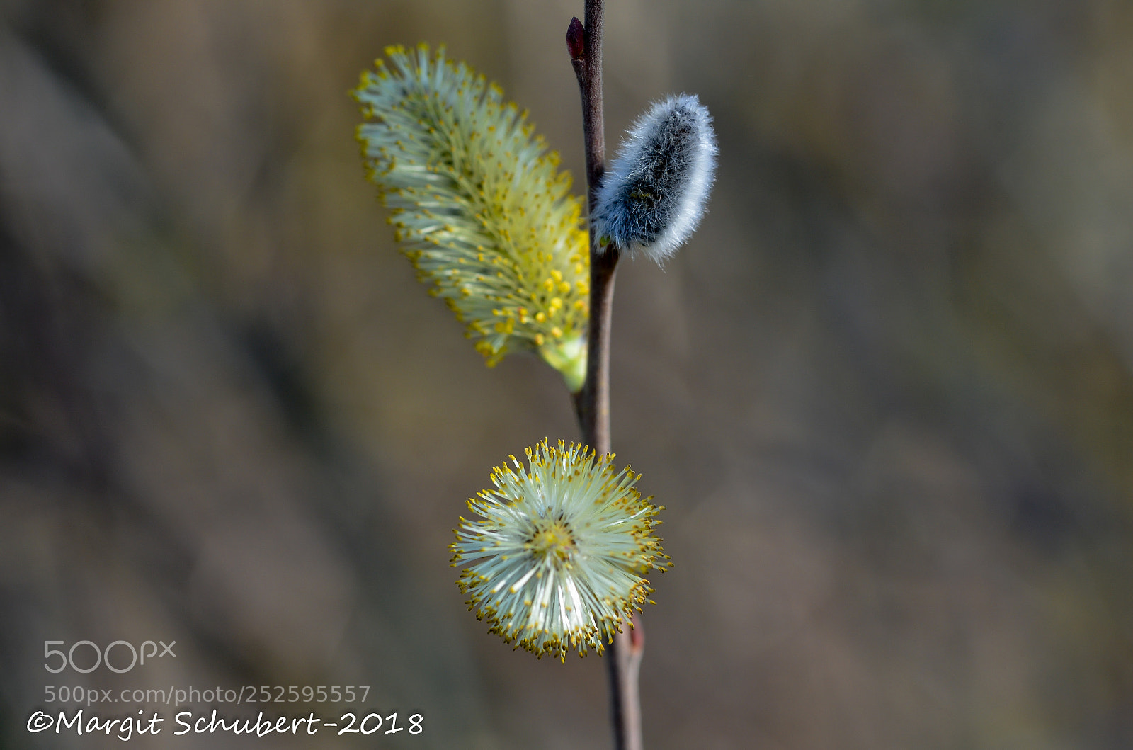 Nikon D5100 sample photo. Pussy willow photography