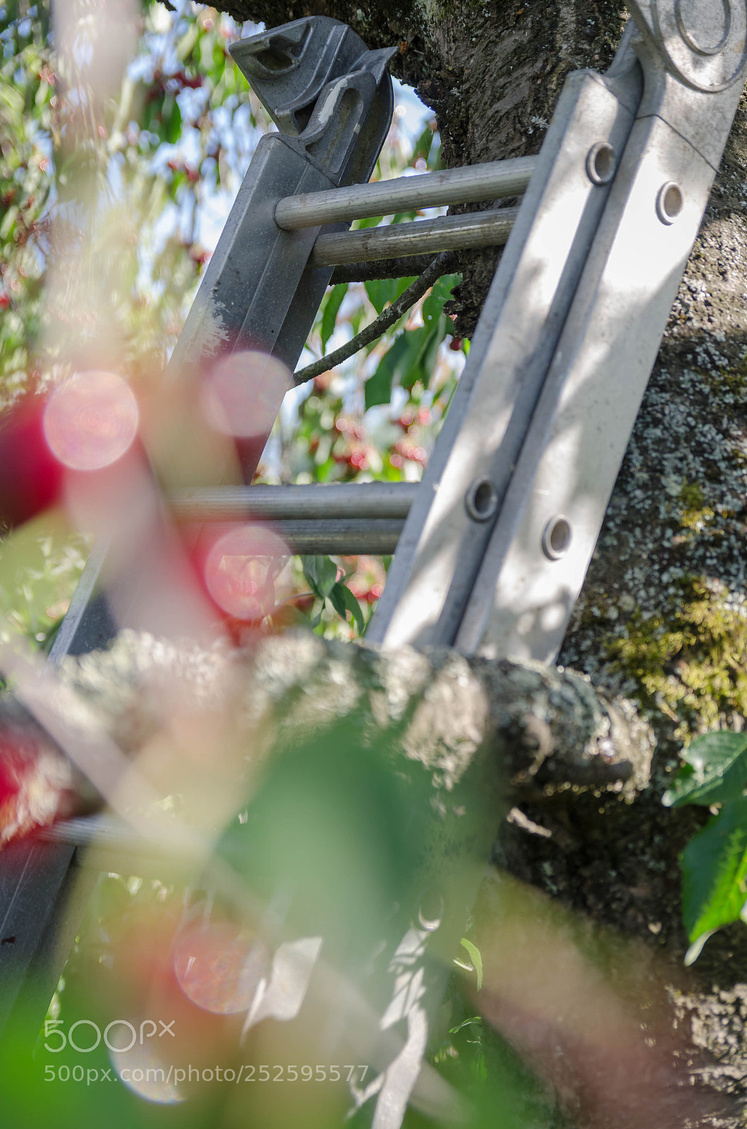 Nikon D7000 sample photo. In the tree photography