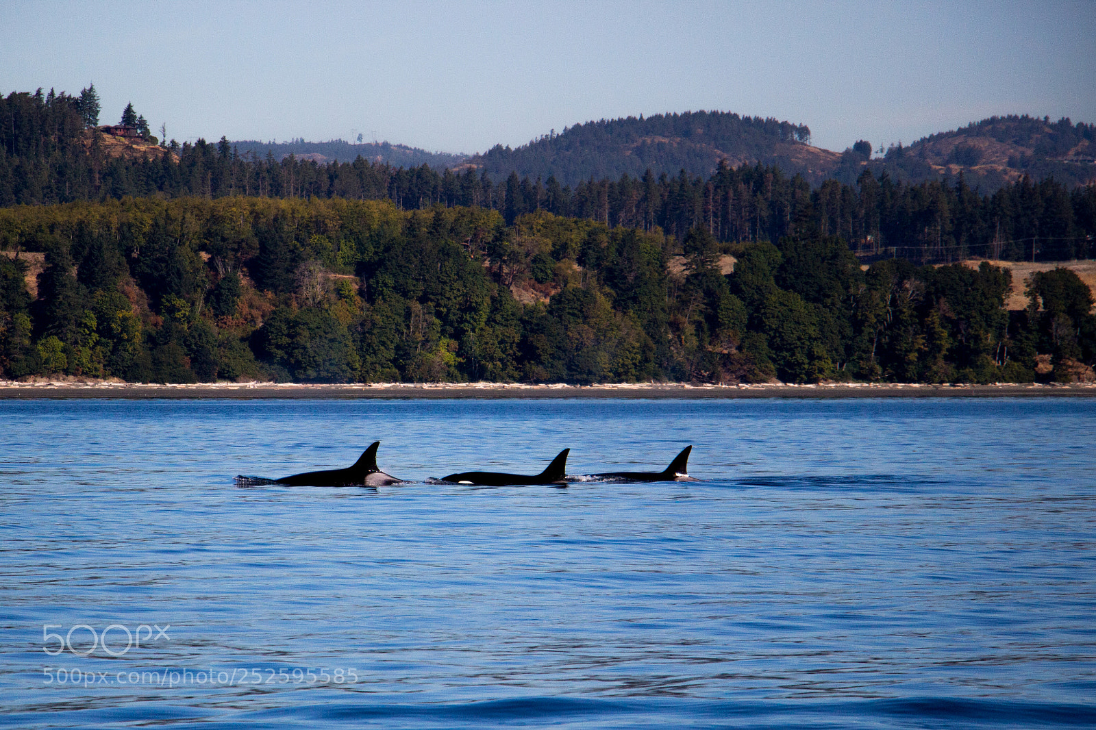 Canon EOS 100D (EOS Rebel SL1 / EOS Kiss X7) sample photo. Killer whales photography