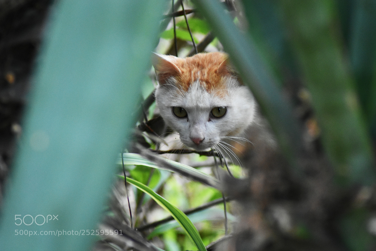 Nikon D7200 sample photo. 猫 photography