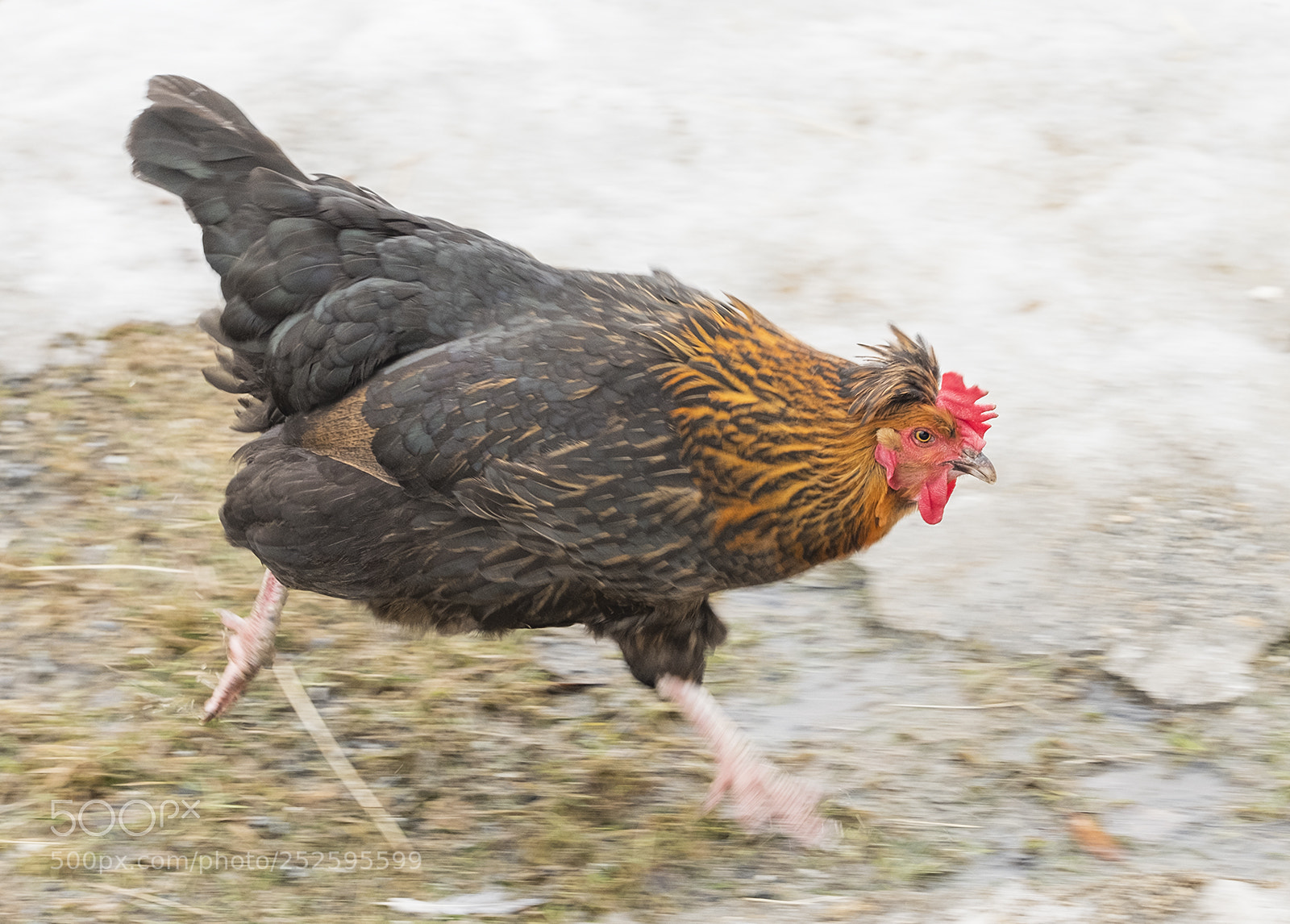 Fujifilm X-T2 sample photo. Chickenrun photography