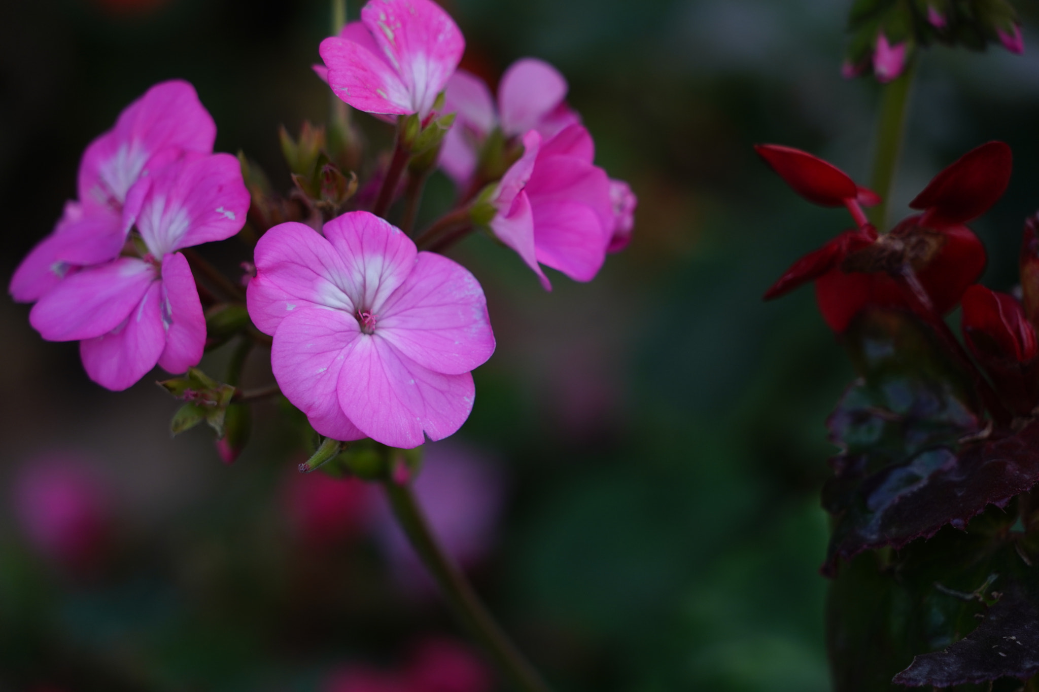 Sony FE 24-240mm F3.5-6.3 OSS sample photo. 花团锦簇的长春花 photography
