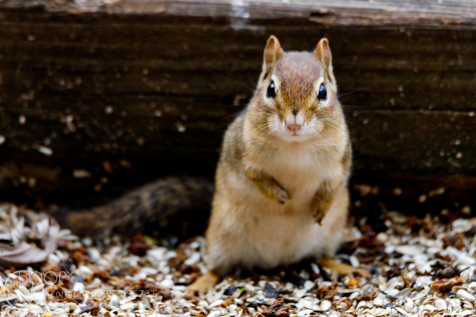Canon EOS 6D Mark II sample photo. Chipmunk photography