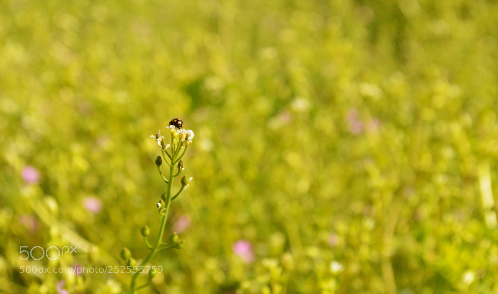 Nikon D3200 sample photo. Nature photography