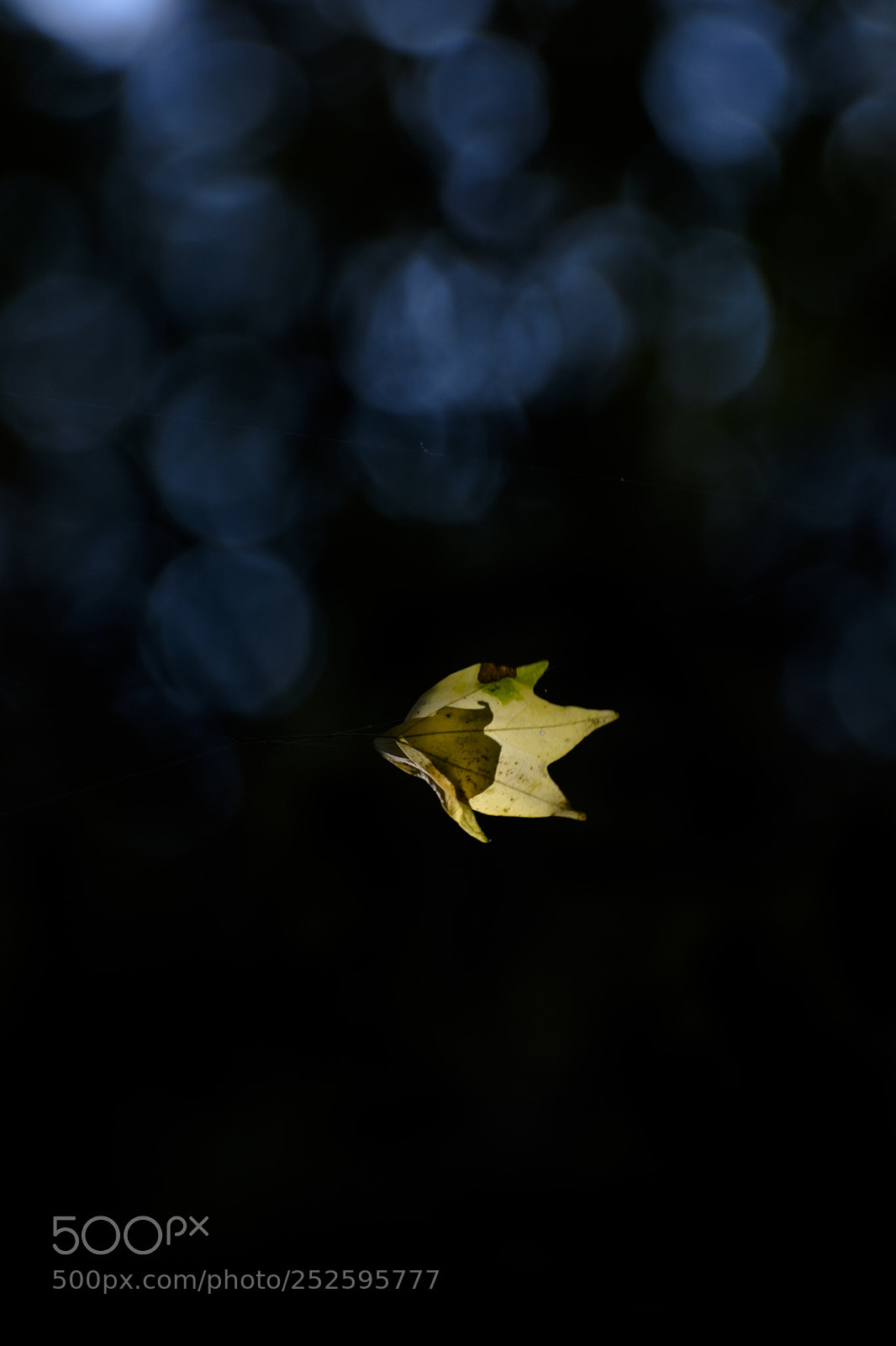 Nikon D7200 sample photo. Untitled photography
