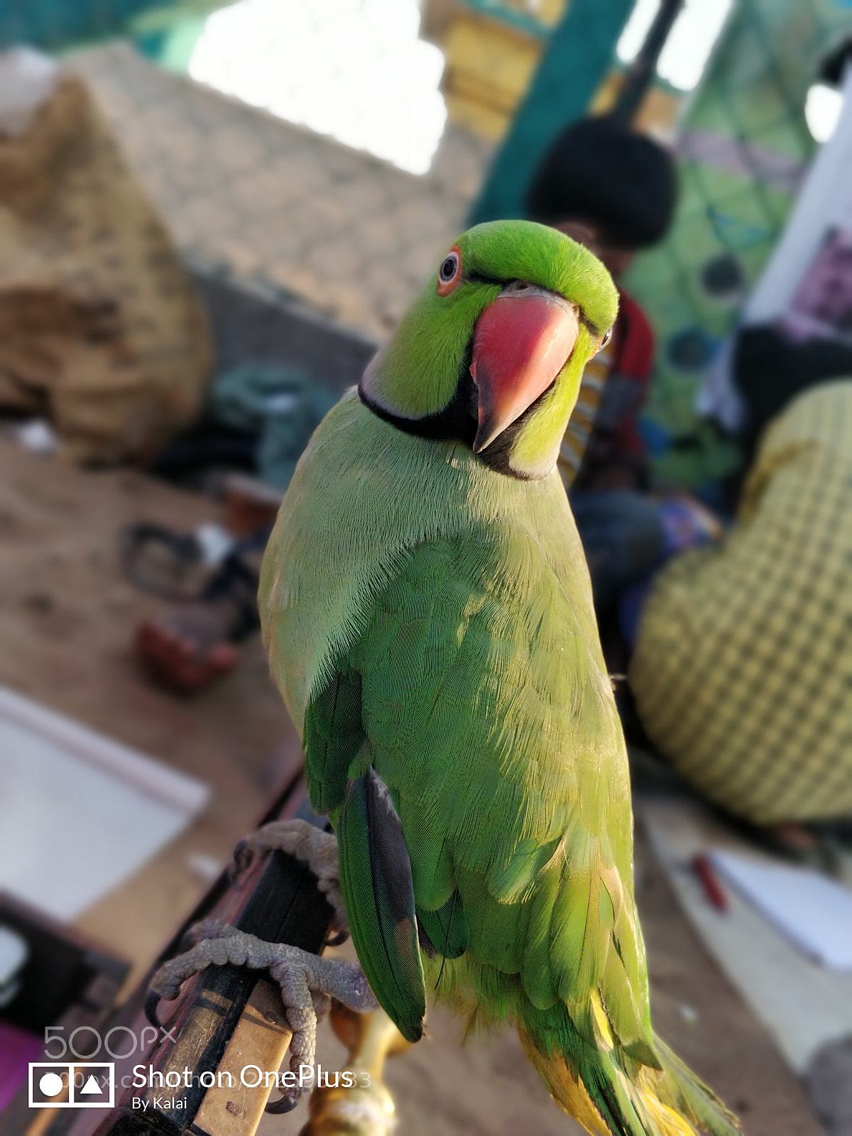 OnePlus 5 sample photo. Untitled photography
