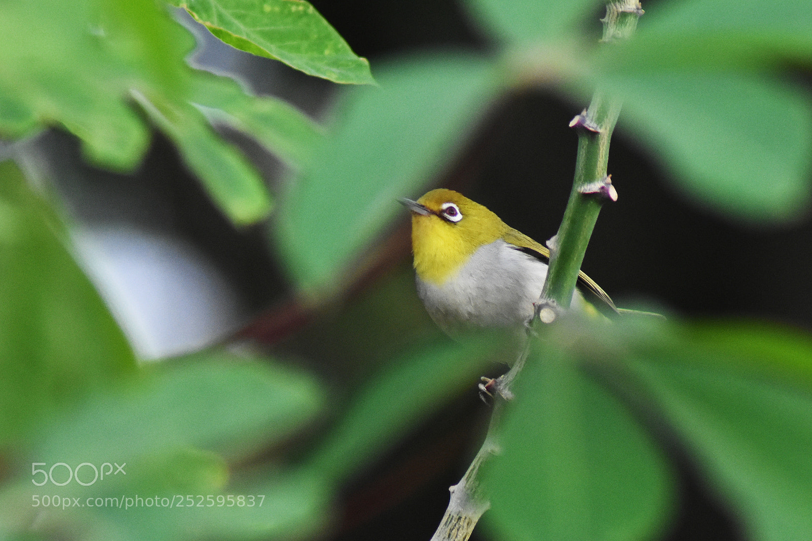 Nikon D7200 sample photo. 绣眼 photography