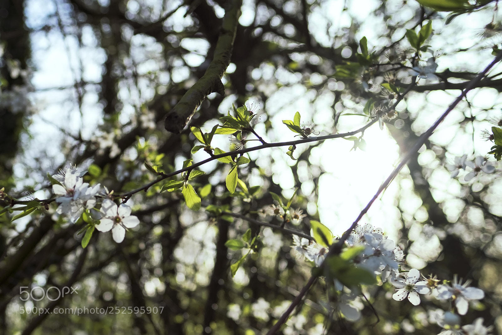 Fujifilm X-Pro1 sample photo. Morning colors of spring photography