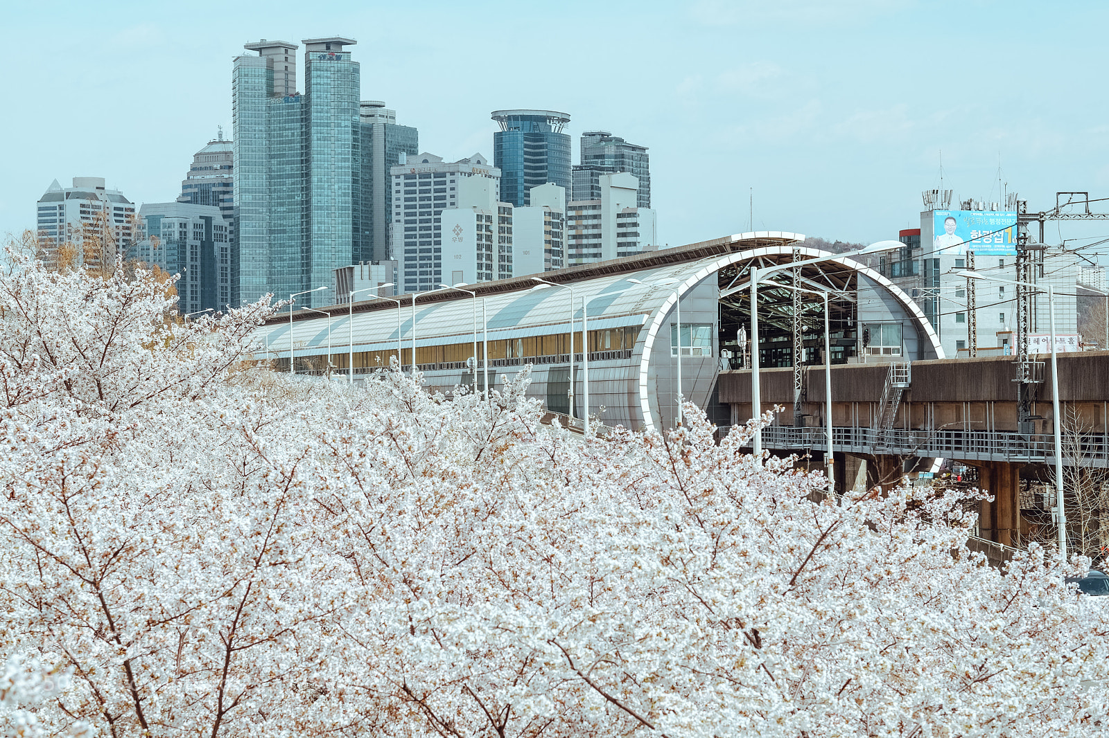 Fujifilm X-T1 sample photo. Cherry blossom photography