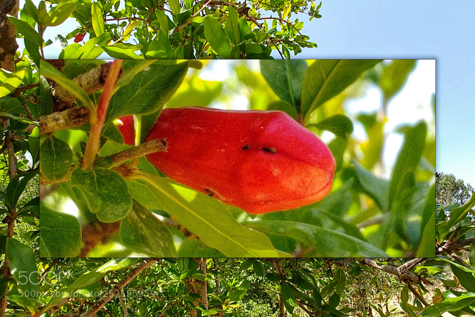 LG G6 sample photo. Cute young pomegrante photography