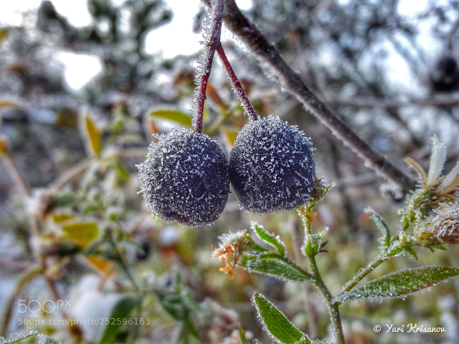 Samsung Galaxy Alpha sample photo. Hoarfrost on berries photography