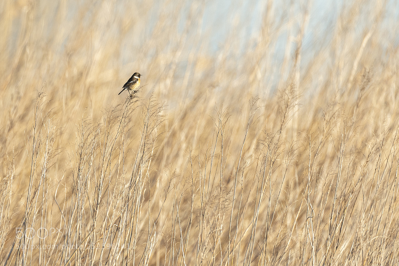 Nikon D500 sample photo. Stonechat on the lookout photography
