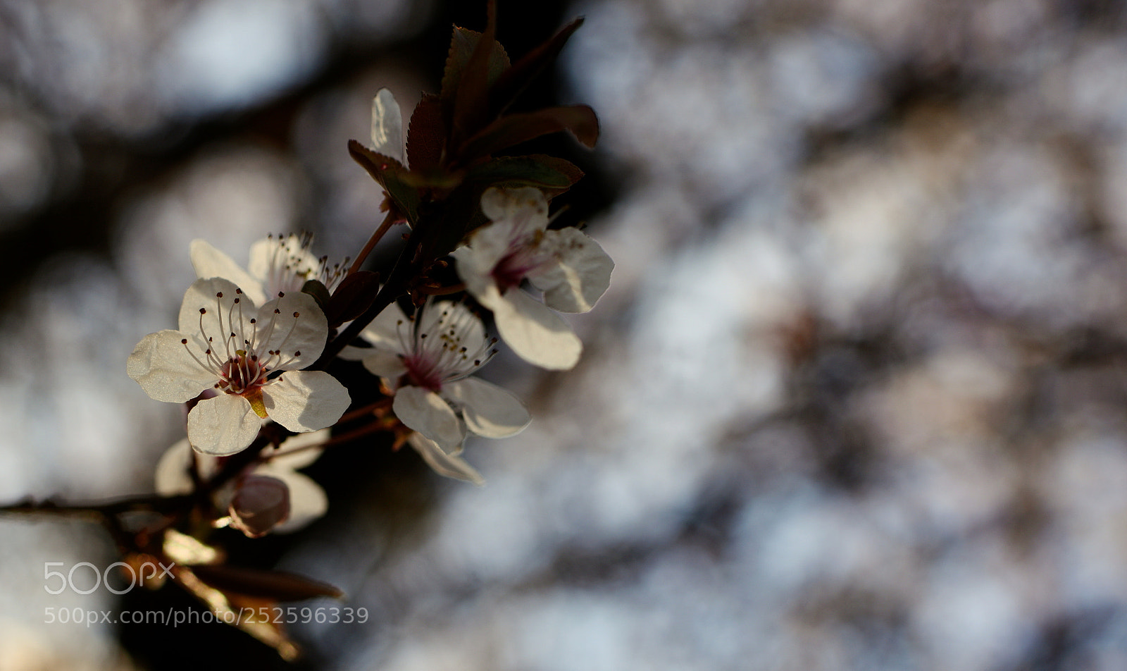 Nikon D810 sample photo. °sakura.time° photography