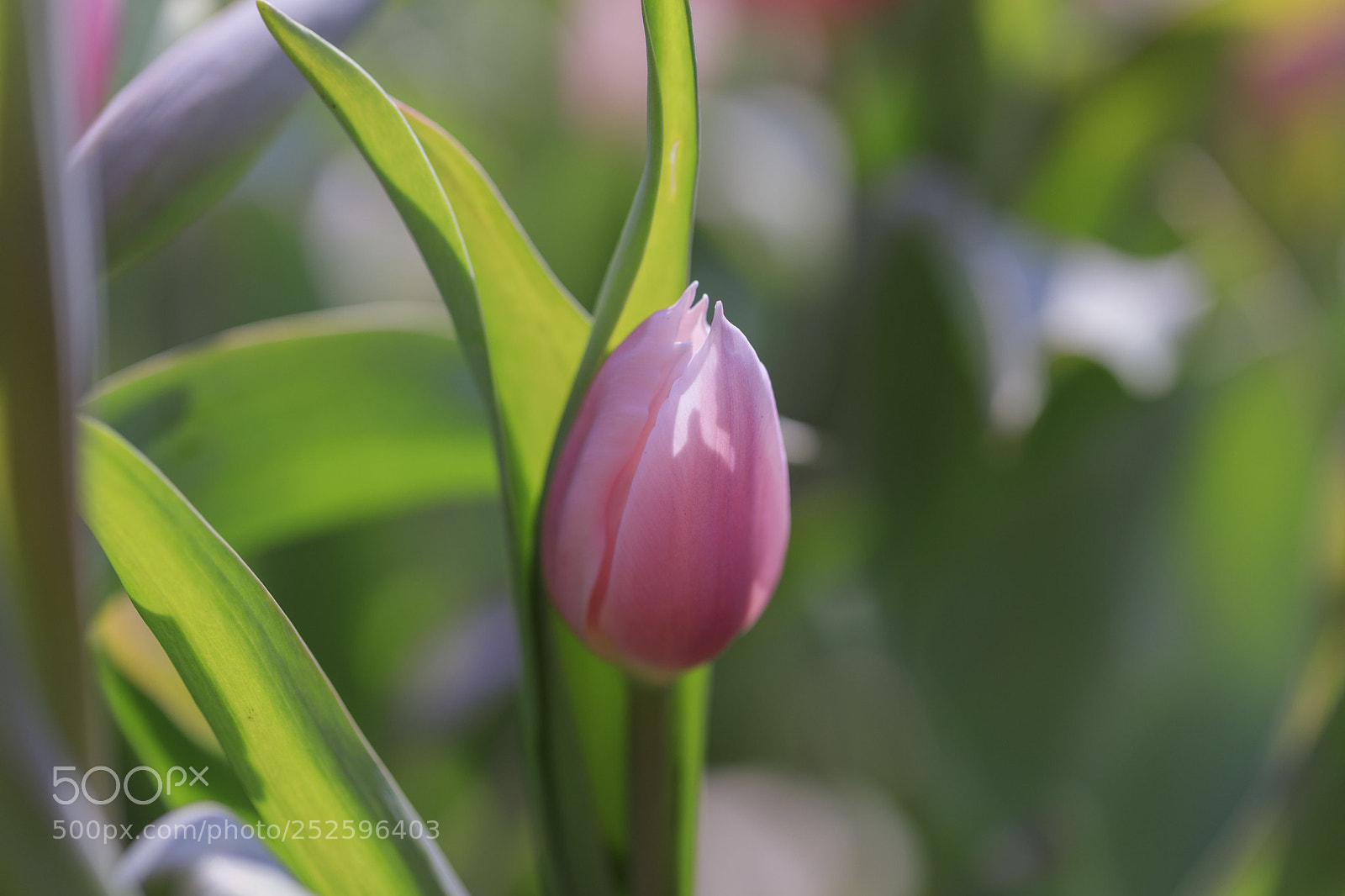 Canon EOS 5D Mark IV sample photo. Tulipa photography