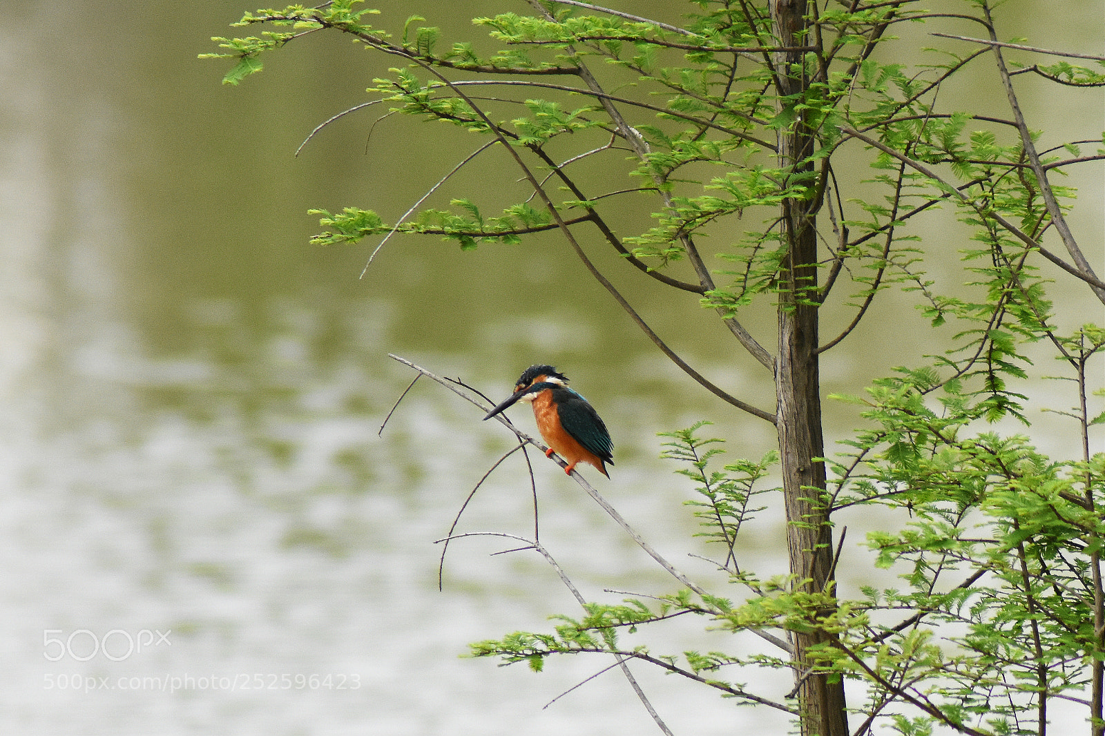Nikon D7200 sample photo. 翠鸟 photography