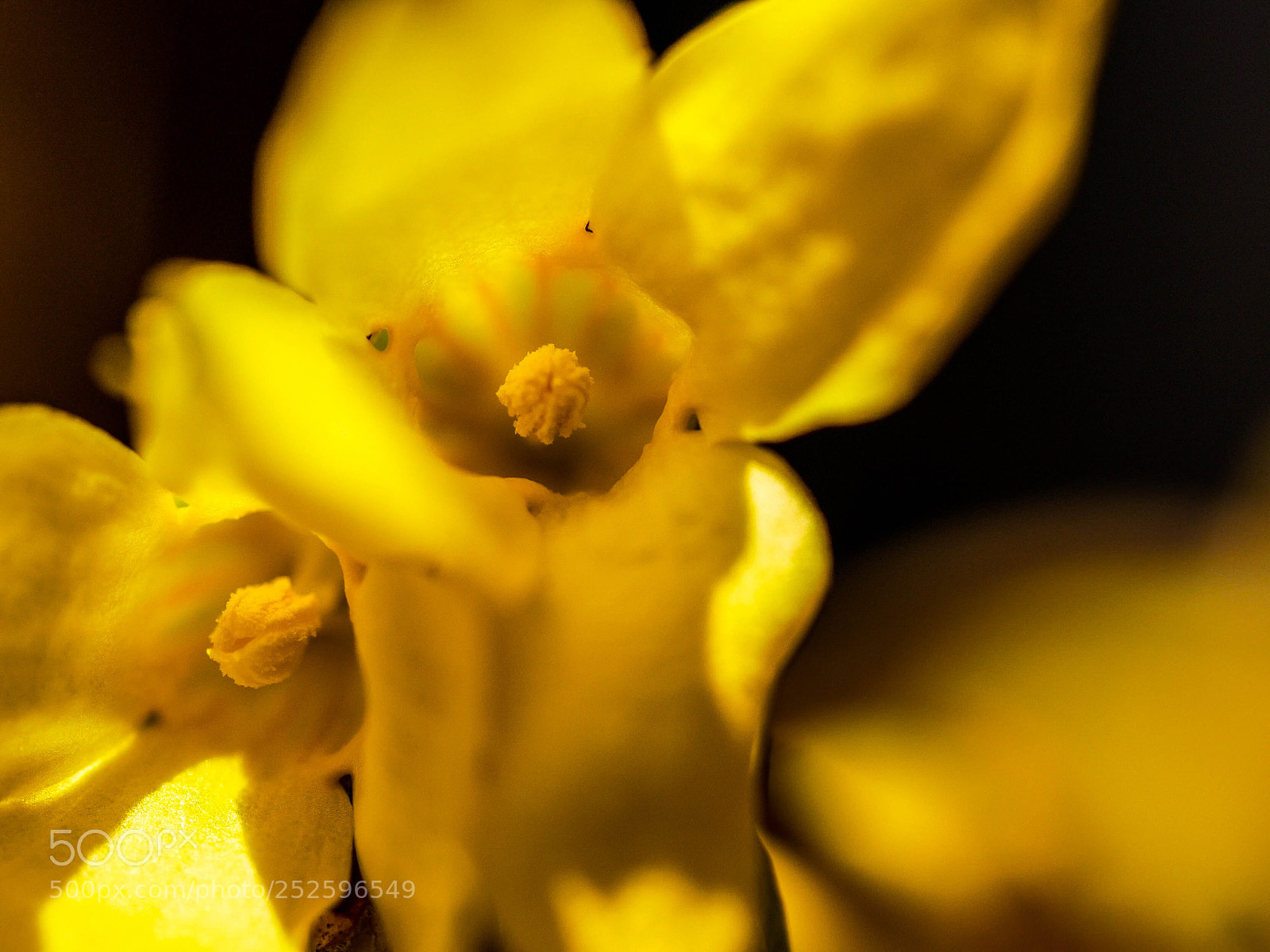 Panasonic DMC-G81 sample photo. Forsythie photography