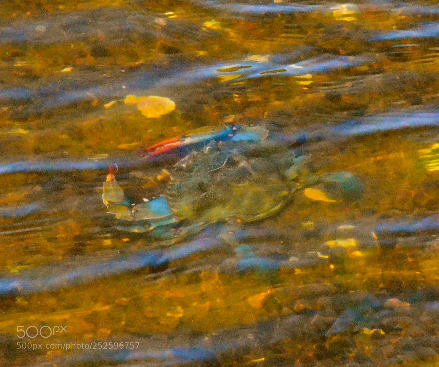 Nikon D7000 sample photo. Lurking in the shallows photography