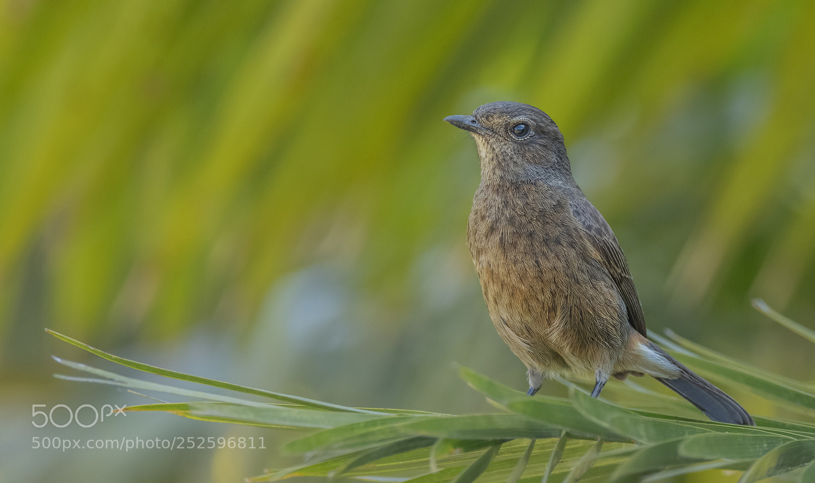 Nikon D850 sample photo. Pied bushchat female photography