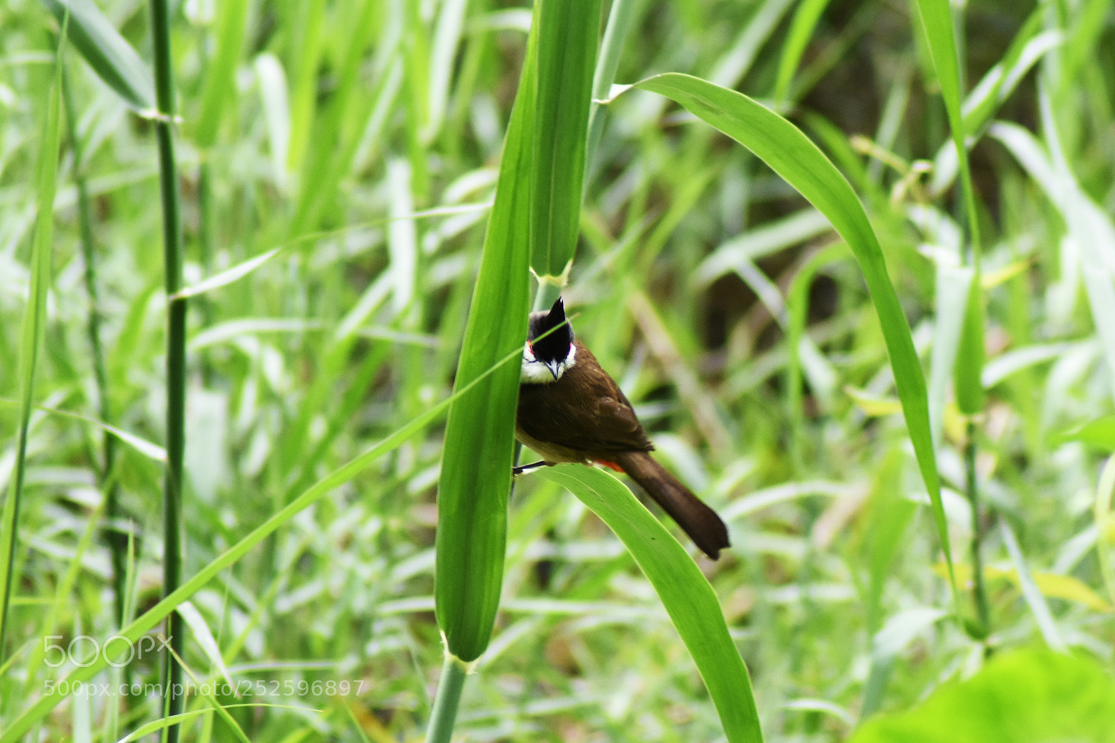 Nikon D7200 sample photo. 红耳鹎 photography