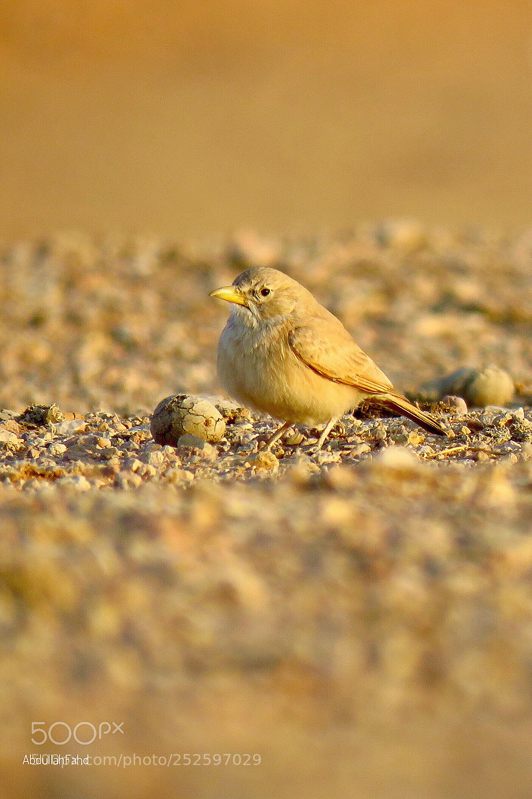 Canon PowerShot SX60 HS sample photo. Desert lark  photography