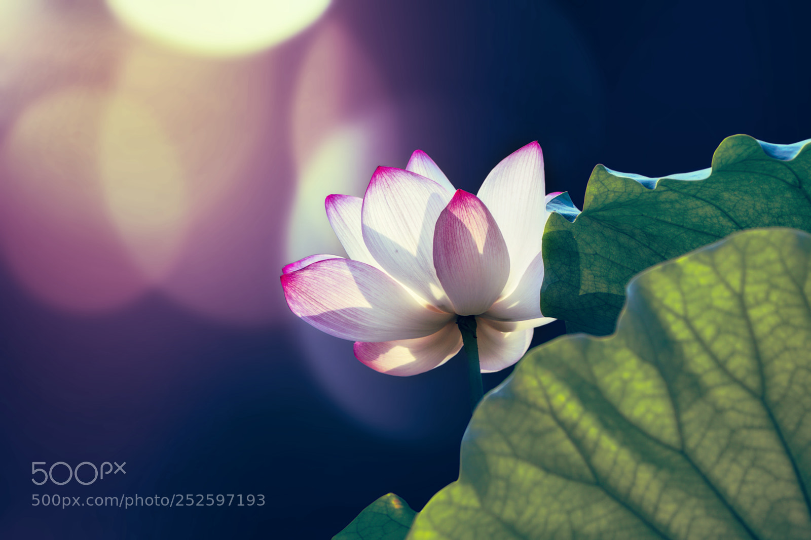 Sony a6300 sample photo. Lotus photography
