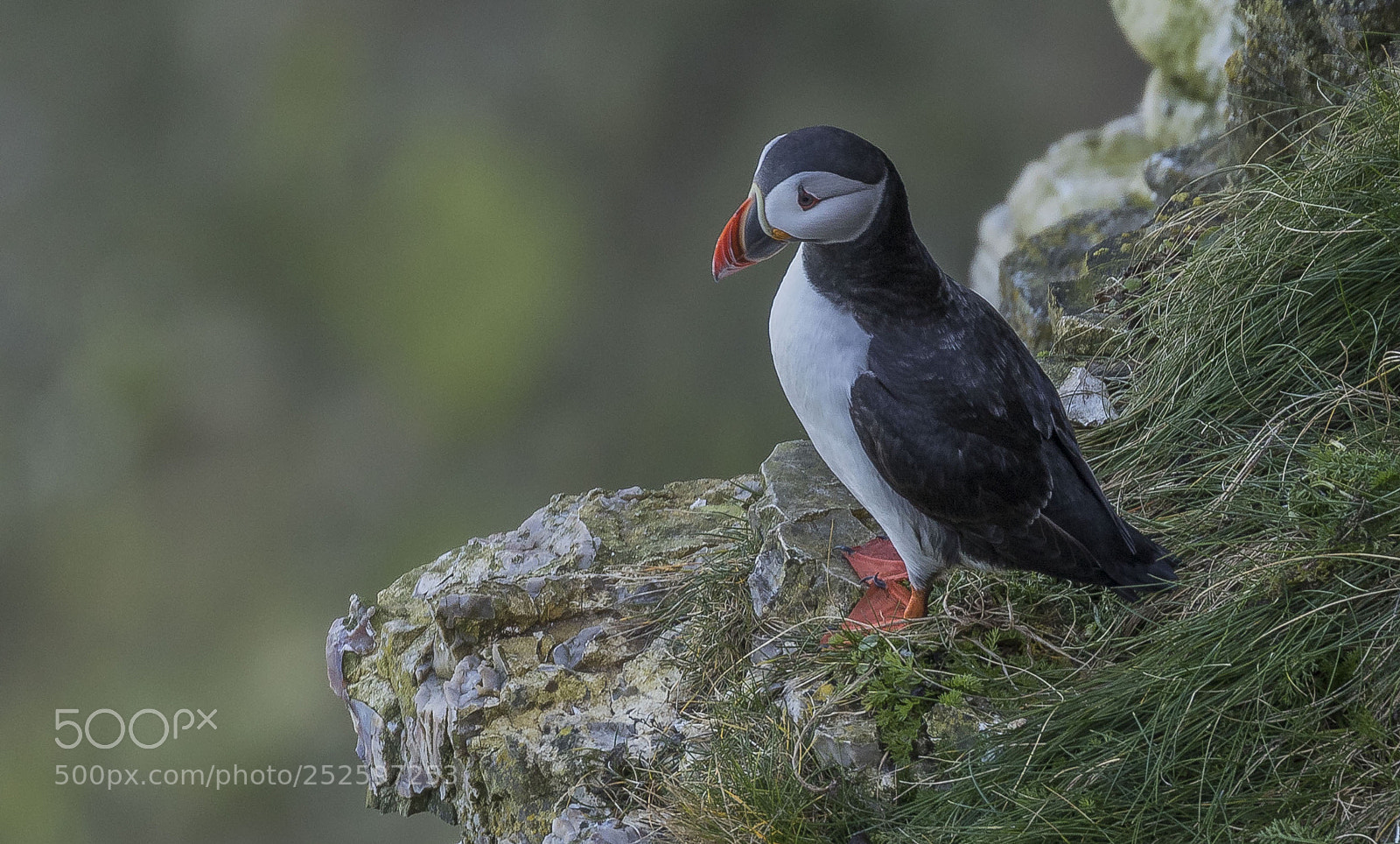 Canon EOS 7D Mark II sample photo. Puffin photography