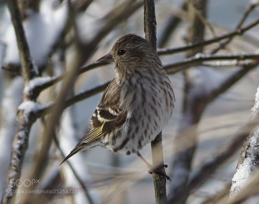 Sony a6000 sample photo. Pine siskin photography