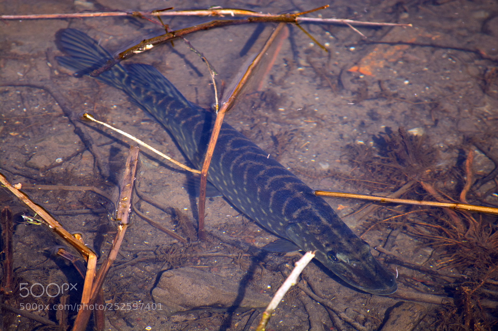 Nikon D5200 sample photo. Pike photography